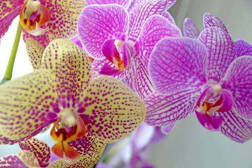 Orchidee Flower Blossom Plant Nature Orchid Pink