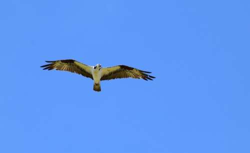 Osprey Bird Nature Hawk Raptor Sky Wings