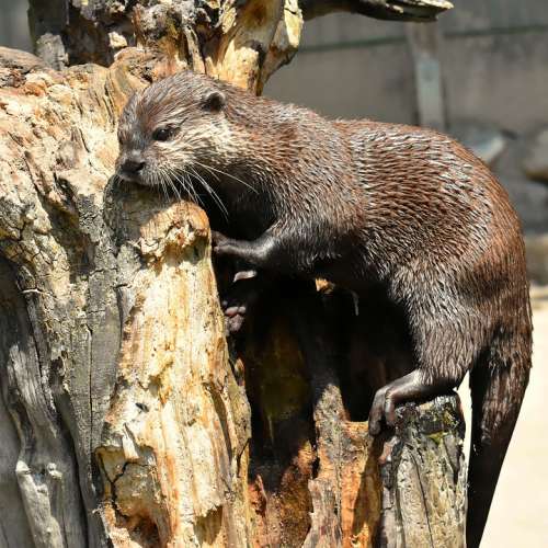 Otter Playful Play Animal World Mammal Animal