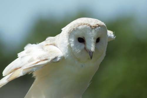 Owl Barn Owl Bird Raptor Nature Avian Predator