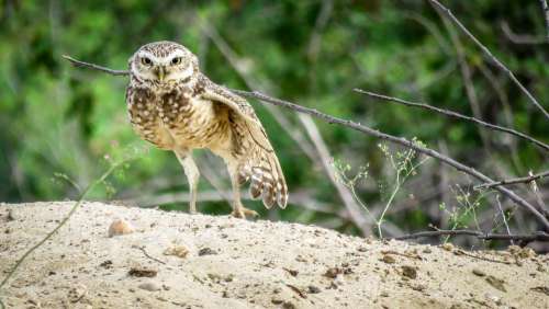 Owl Bird Plumage Animal