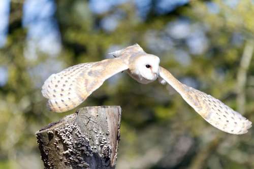 Owl Barn Owl Bird Bird Of Prey Hunting