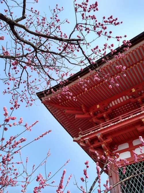 Pagoda Temple Spring Cherry Blossom Blossom Japan