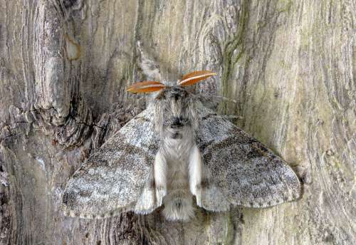 Pale-Tussock Moth Wings Insect Nature Pattern