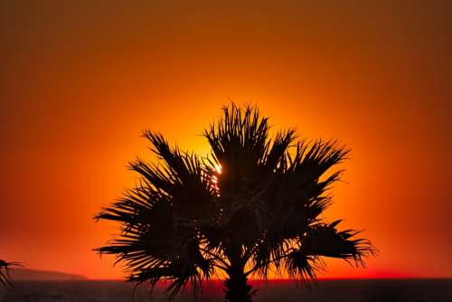 Palm Sea Summer Sunset Beach Ocean Island