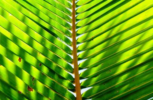 Palm Leaf Palm Plant Tropical Leaf Green Summer
