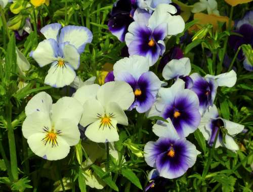 Pansies Flowers Flower Blue Colorful Nature Flora