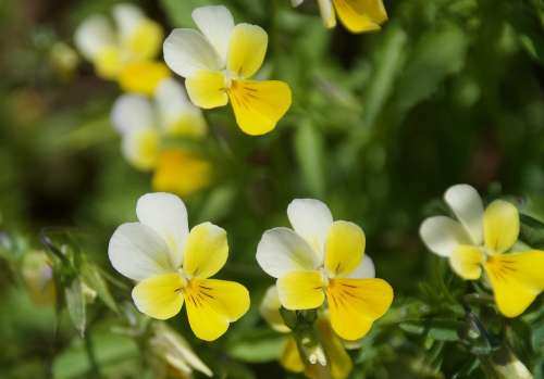 Pansy Yellow Flower Mini Flower