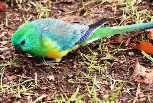 Parrot Green Bird Feeding Wildlife Park Nature