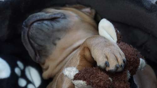 Paw Claw Puppy French Bulldog Dog Animal Portrait