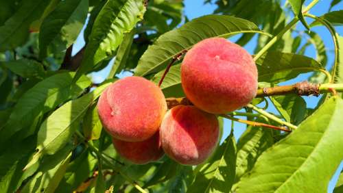 Peaches Fruit Summer Eat Vitamins Delicious Food