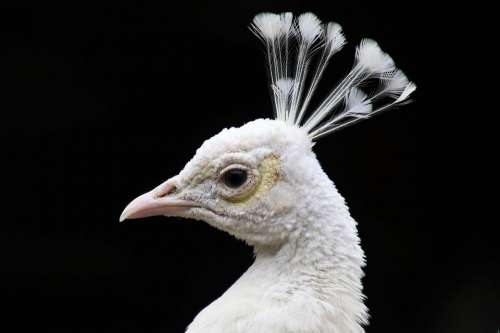 Peacock White Pen Bird Albino Beak Proud