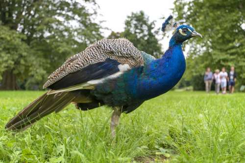 Peacock More Perverse Bird Animal Natural