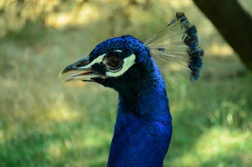 Peacock Zoo Anima Bird Feather Nature Animal