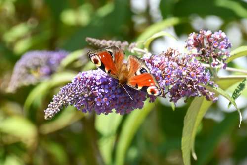 Peacock Butterfly Butterfly Summer Lilac