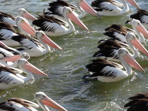 Pelican Flock Wildlife Water Bird Pelicans Avian