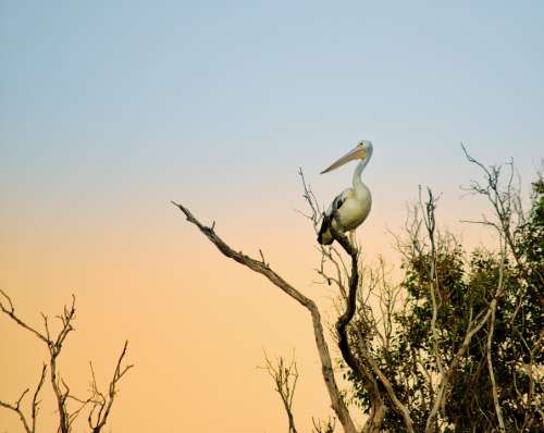 Pelican Nature Tree Sunset Bird Wildlife