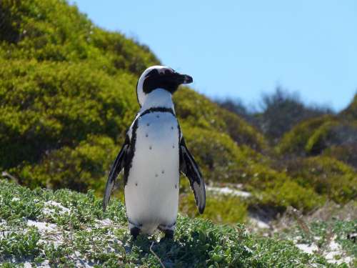 Penguin Capetown Southafrica Boulderbeach