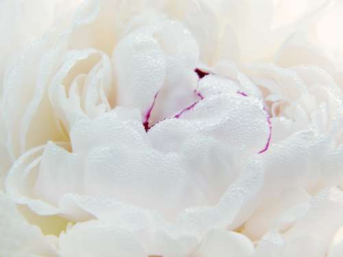 Peony Paeonie Blossom Bloom Macro Close Up