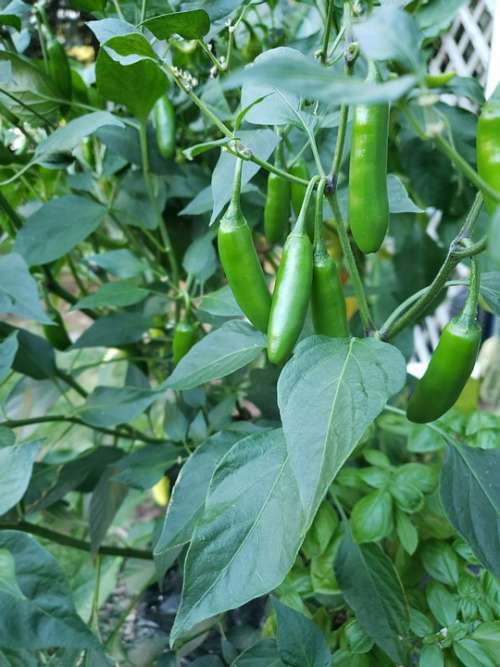 Pepper Spicy Peppers Garden Gardening Hot Pepper