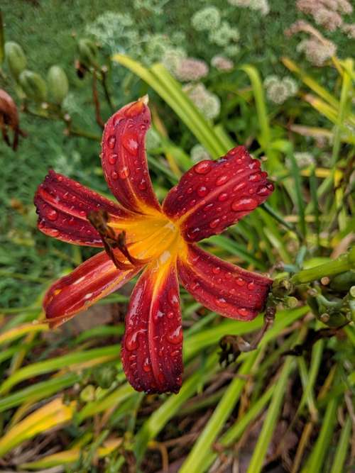 Perennial Flowers Daylily Garden Rain Raindrops