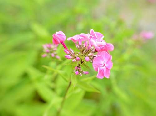 Phlox Flower Flowers Garden Pink Bloom Flora