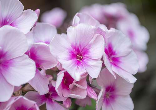 Phlox Flowers Bloom Blossom Garden Summer Pink