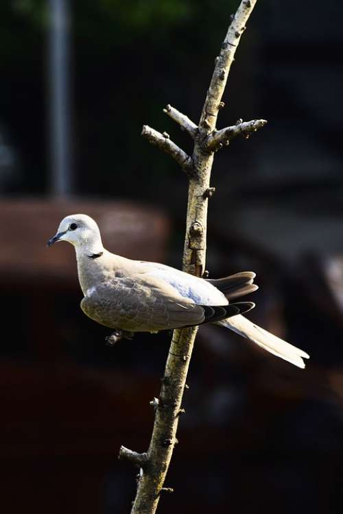 Pigeon Bird Nature