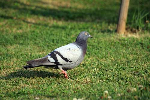 Pigeon Dove New Bud Animal Peace Feather