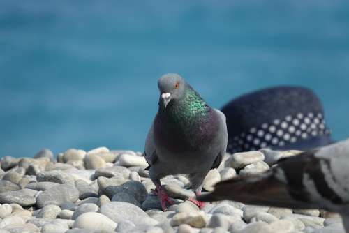 Pigeon Pigeons Bird Pebbles Stones Plumage Water