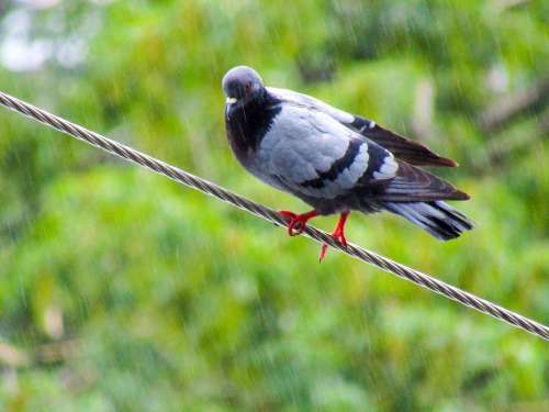 Pigeon Photography Birds Feed Nature Plumage