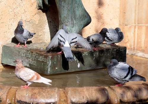 Pigeons Drink Water Birds Bathroom