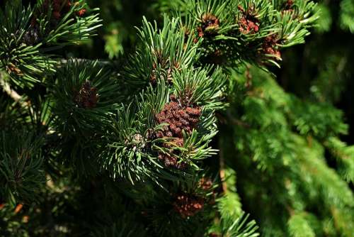 Pine Needles Shoots Conifer Branch Tree