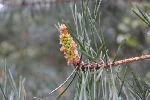 Pine Bud Plant Conifer Pine-Buds Trees Forest