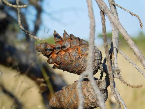 Pine Cone Croatia Tree Light Landscape Nature