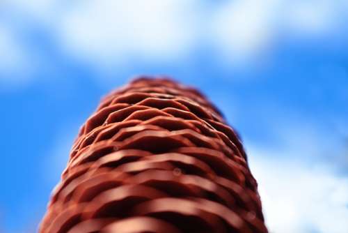 Pine Cone Macro Blue Sky