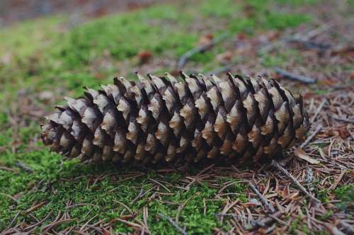 Pine Cone Forest Nature Pine Tree Coniferous