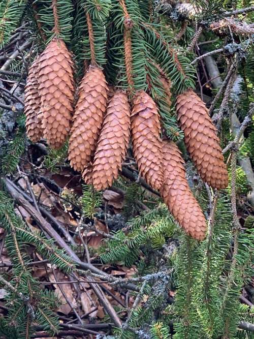Pine Cones Tap Spruce Conifer Red Spruce Forest