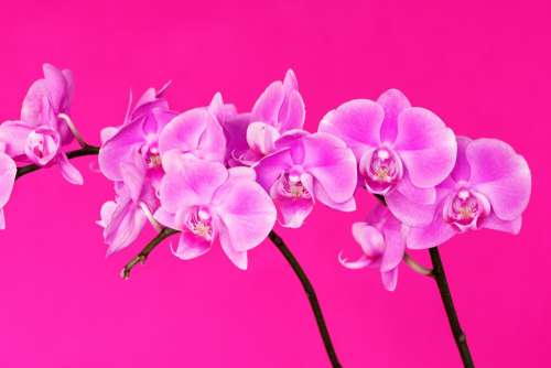 Pink Orchid Flower Nature Plant Close Up