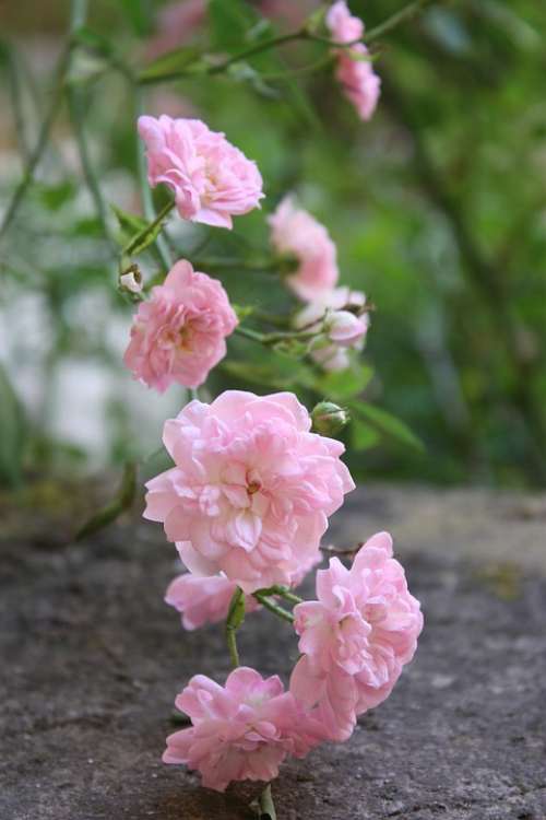 Pink Rosebush Rose Hips Flower Petals Nature
