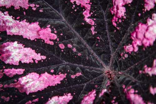 Pink Plant Flower Nature