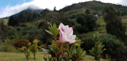 Pink Flower Mountain Sky Trees Nature Spring