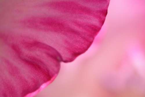 Pink Flowers Petals Romantic Colorful Petal Roses