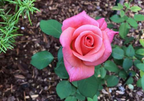 Pink Rose Floral Rose Flower Bloom