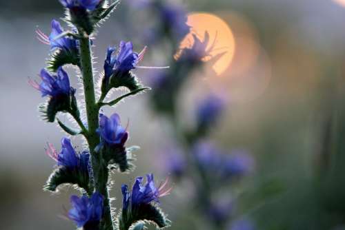 Plant Wild Flower Meadow Evening Sun Blossom Bloom