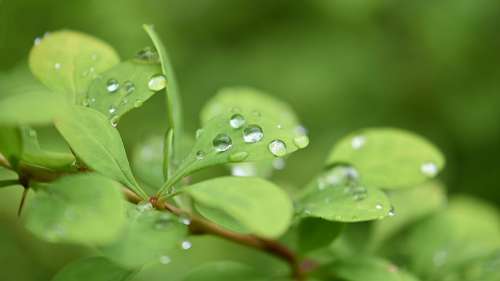 Plant Green Leaves Nature Raindrop Rain Beads Wet