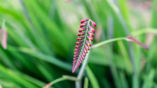 Plant Nature Blossom Flower Summer Green Pink