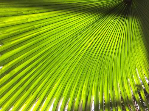 Plant Subjects Green Leaf