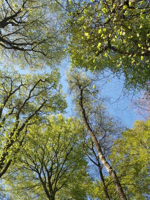 Plant Tree Forest Leaves Nature