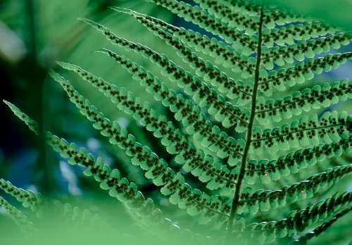 Plant Fern Tree Fern Spores Sori Sorus Green